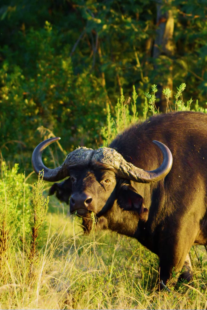 1r buffalo Robert Hofmeyr 153